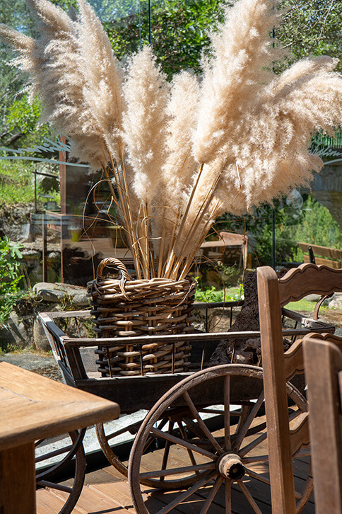Plantes de la terrasse du restaurant de l’auberge U Mulinu, à Casalabriva