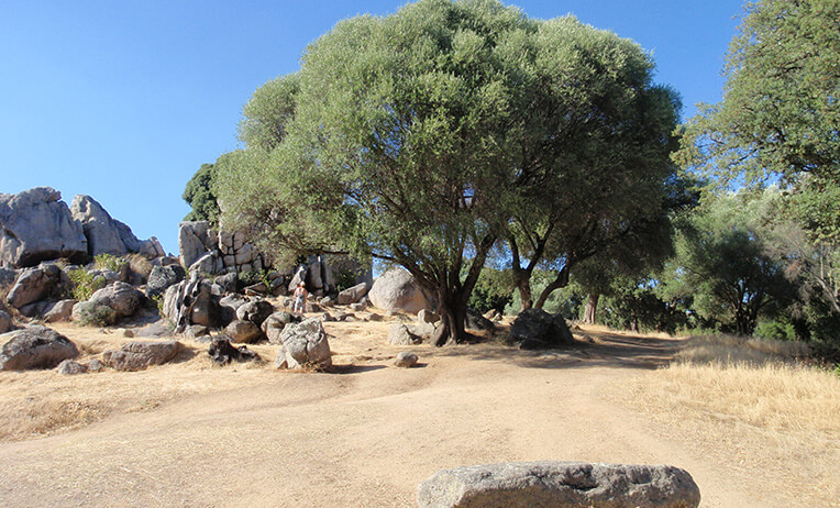 L’Olivier à Filitosa à proximité de l’Auberge U Mulinu : Tourisme en Corse